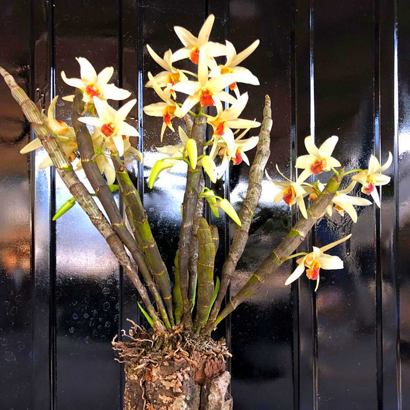 尖刀唇石斛 浓香型石斛 兰花附生兰吊兰花 易养比多肉好绿植包邮 鲜花速递/花卉仿真/绿植园艺 国兰/杂交兰/洋兰类 原图主图