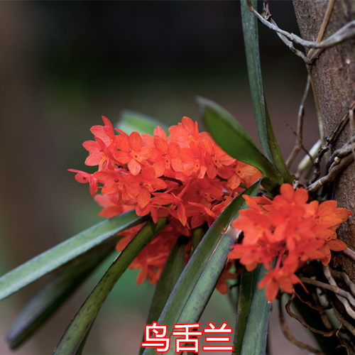 红花鸟舌兰稀有兰花石斛盆栽