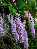 指甲兰湿唇兰花多稀有附生兰花 狐尾兰 万代兰 盆栽盆景开花漂亮