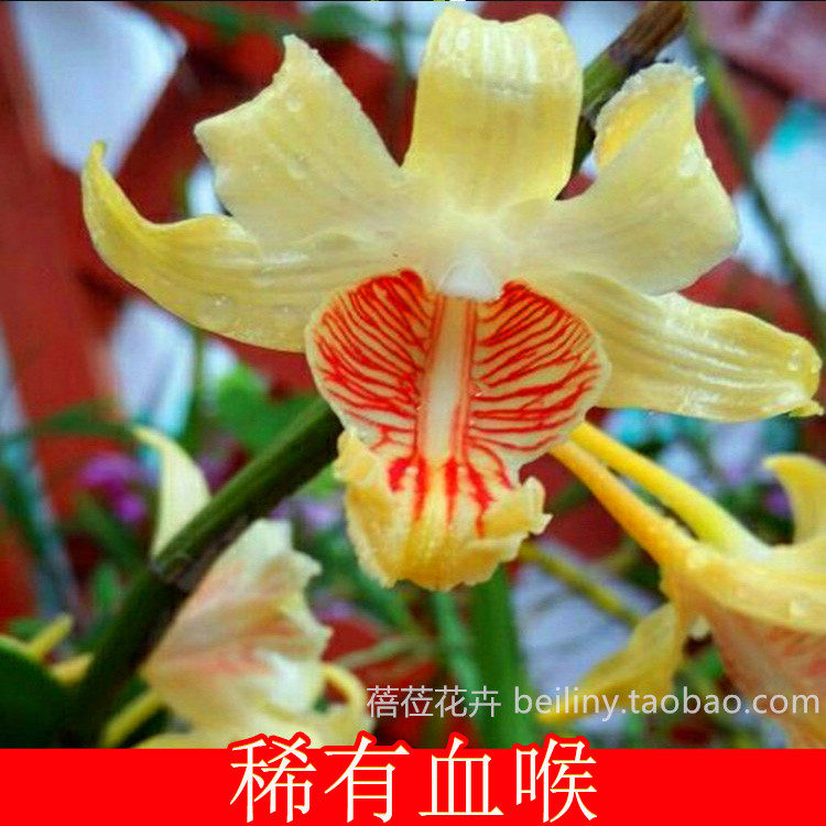 越南血喉石斛 稀有石斛 花期长 兰花盆栽盆景 有香味石斛 吊兰花