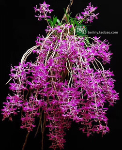 （全新条）喇叭唇石斛 稀有兰花 紫花石斛 洋兰 瀑布吊养开花很美