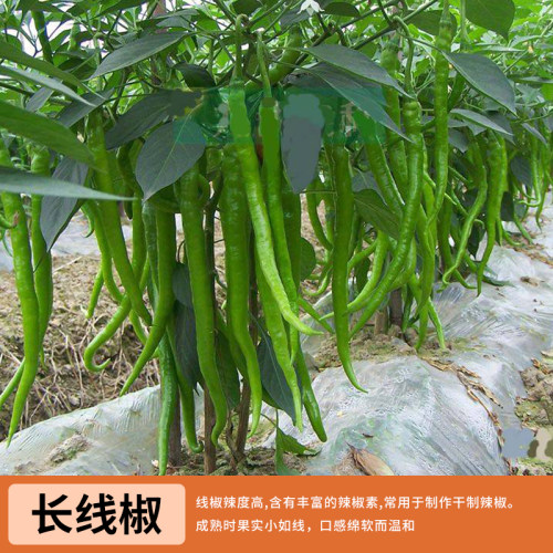 高产辣椒苗长线椒小米辣螺丝椒薄皮椒四季阳台盆栽地栽