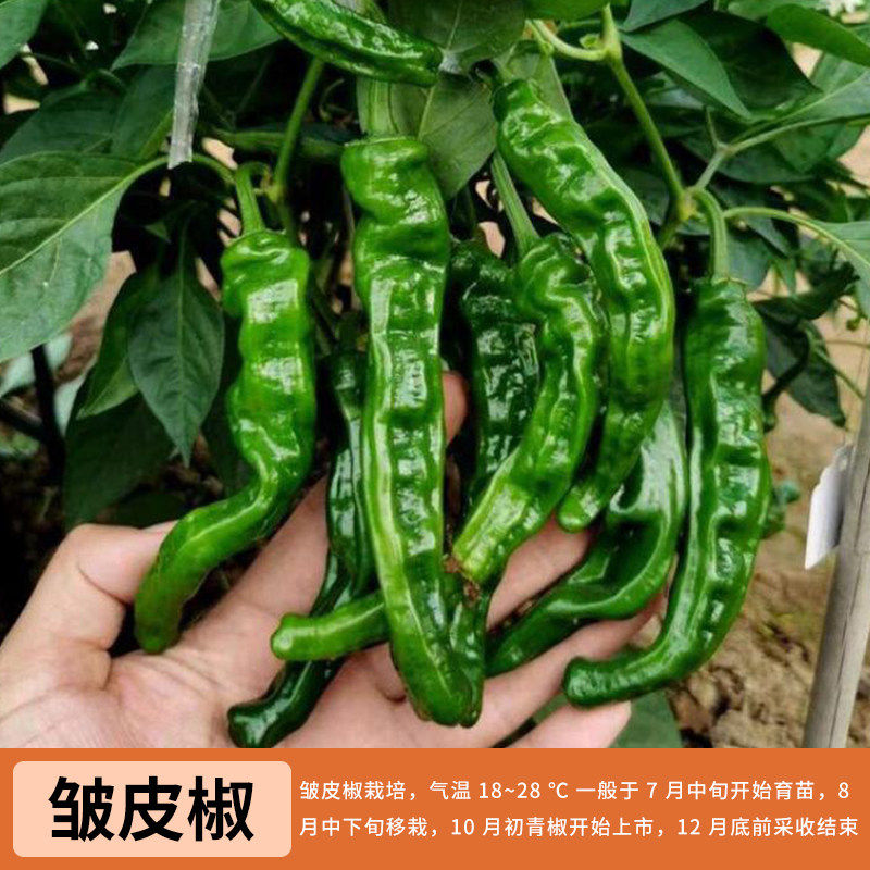 辣椒苗 各种带土秧苗薄皮椒虎皮青椒朝天椒长线椒螺丝椒蔬菜苗图片