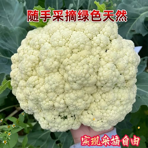 青梗有机松花菜60天秧苗散花白色有机花椰菜高产耐寒耐湿菜蔬菜秧