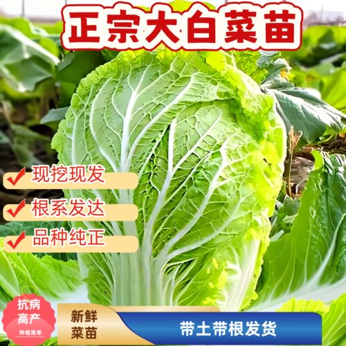 大白菜秧苗山东寿光菜苗黄心娃娃适合冬季种植抗病高产蔬菜苗耐寒