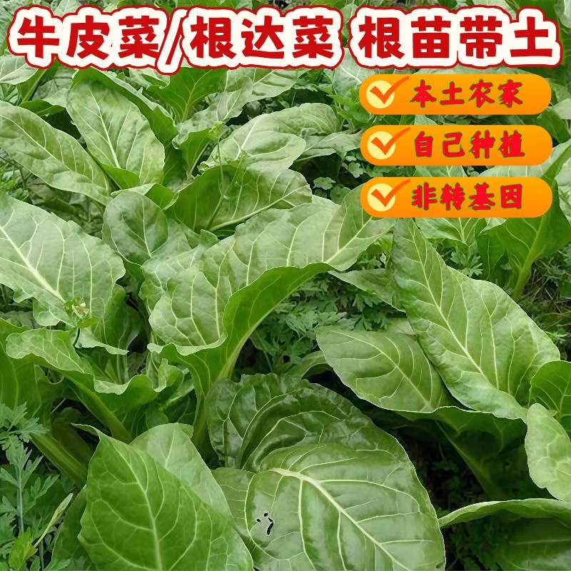 老品种红梗牛皮菜苗牛皮菜秧苗带土广东本地农家包心牛皮菜根达菜