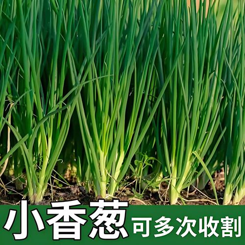 四季小香葱苗带根盆栽正宗老品种本地种植幼苗葱苗种子大葱秧苗