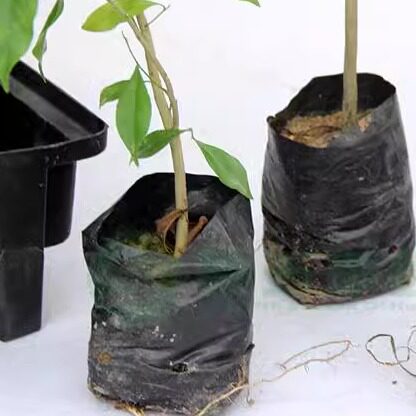 黑色加厚塑料柑橘脐橙容器种植袋