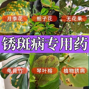 锈病专用药梨树龟背竹琴叶榕铁锈斑病天堂鸟无花果植物斑点杀菌剂