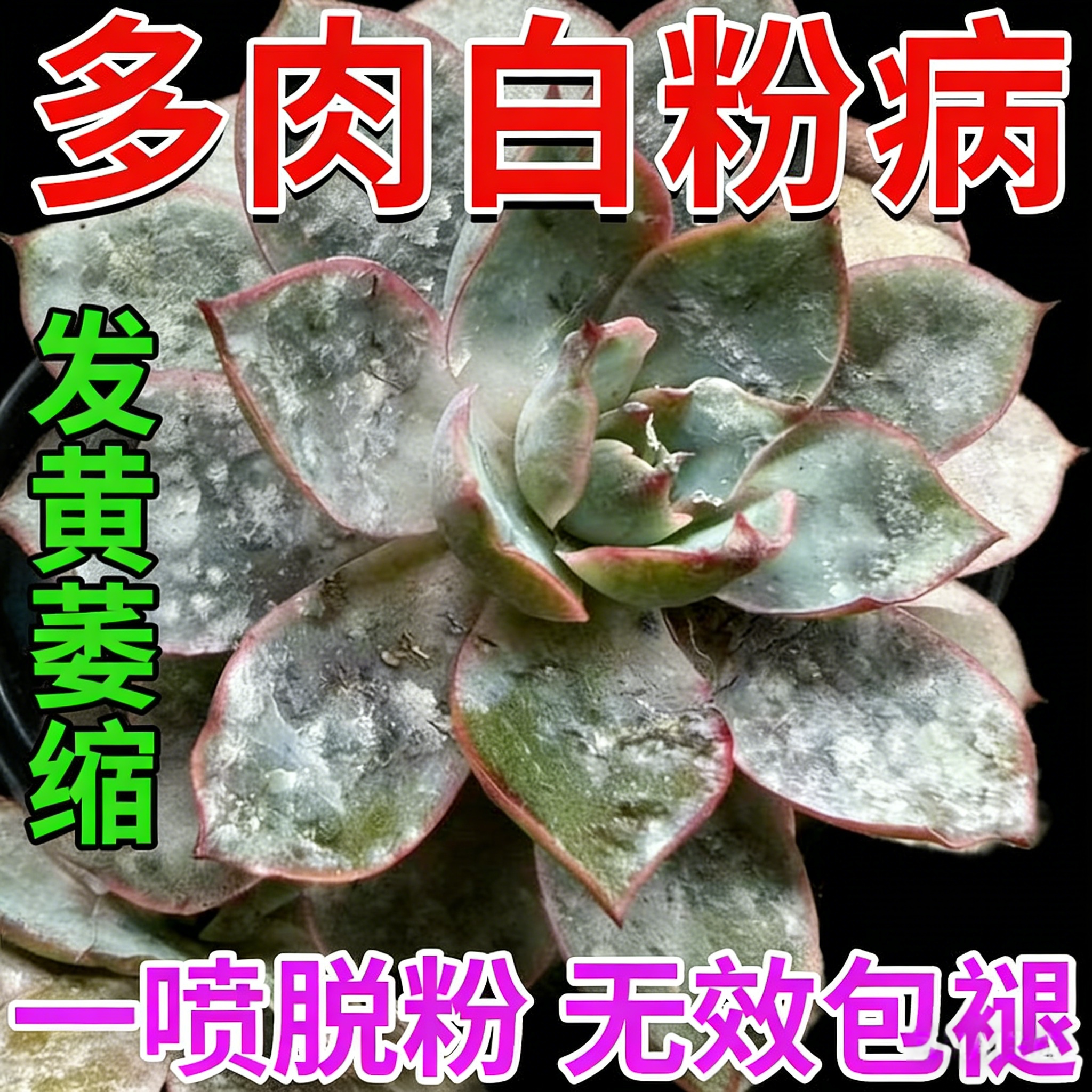 多肉白粉病专用杀菌剂
