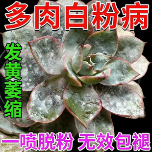 多肉白粉病专用药治叶片变黄萎缩枯死多菌菌灵杀菌剂花卉植物通用