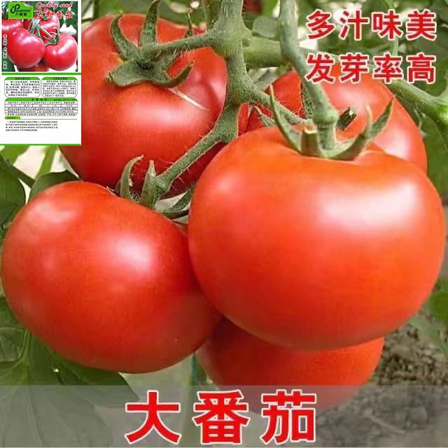 农家大粉大番茄种籽大红四季毛粉柿子种子西红柿苗阳台菜园蔬菜籽