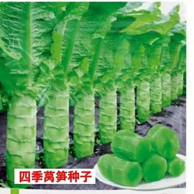 莴笋四季种子青皮绿肉香四季种子高产耐热耐寒春秋冬播种蔬菜种籽