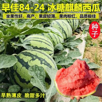 早佳8424冰糖麒麟西瓜种子少籽高产大瓜甜王南北四季蔬菜水果种孑