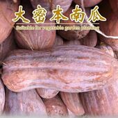 早栗蜜本南瓜种子超甜粉面蜜本甜南瓜早熟高产耐贮运四季 蔬菜种籽