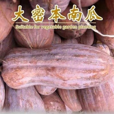 早栗蜜本南瓜种子超甜粉面蜜本甜南瓜早熟高产耐贮运四季蔬菜种籽