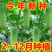 甜脆水果黄瓜种子摘不败节节瓜地栽阳台盆栽高产春秋播种蔬菜种子