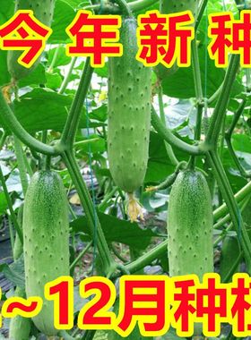 甜脆水果黄瓜种子摘不败节节瓜地栽阳台盆栽高产春秋播种蔬菜种子