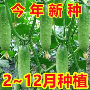 甜脆水果黄瓜种子摘不败节节瓜地栽阳台盆栽高产春秋播种蔬菜种子