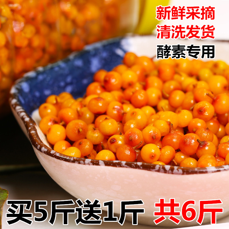 吕梁山特级新鲜野生醋山西沙棘图片