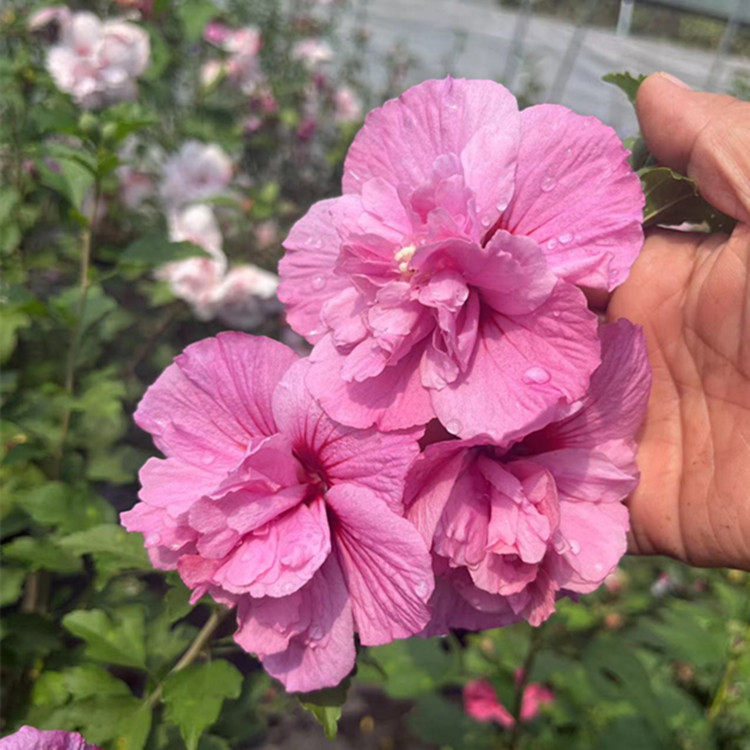 木槿花盆栽当年开花千丝绊小苗粉红色木槿花期长阳台花园开花灌木