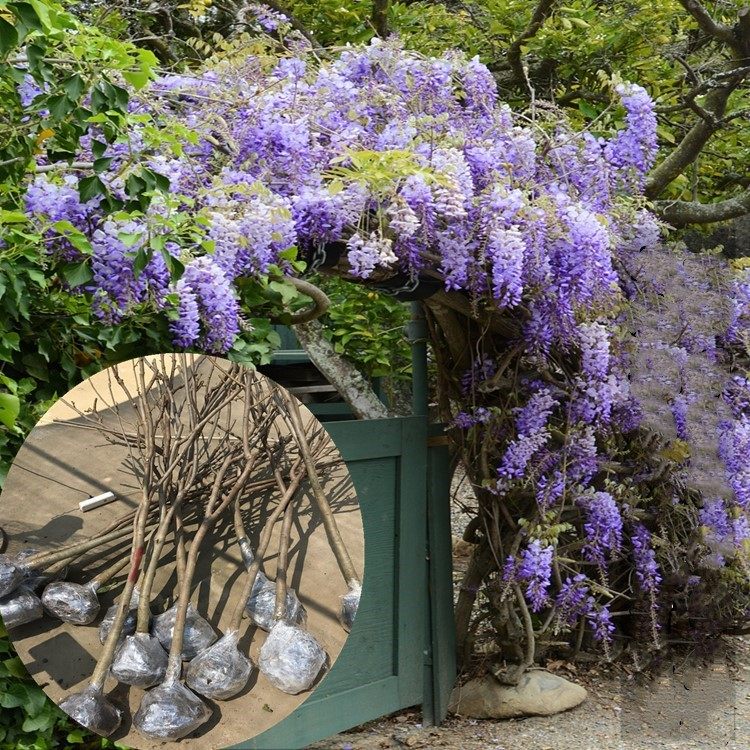 紫藤树苗多花树状盆栽盆景爬藤攀援垂吊藤萝树廊架围墙攀爬长穗藤