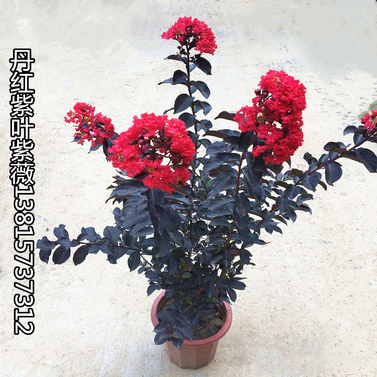 彩色紫薇新品种美国丹红紫叶紫薇盆栽地栽当年开花红叶红花紫薇苗