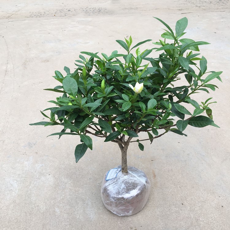 栀子花盆栽带花苞黄栀子庭院阳台芳香花卉办公室浓香四季常青植物
