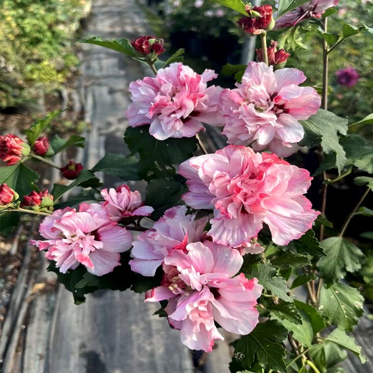 薄荷冰沙木槿花苗盆栽地栽丰花灌木阳...