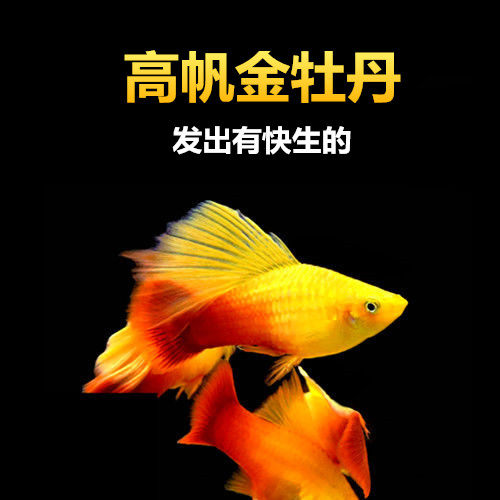 招财金牡丹公母混发直接生小鱼