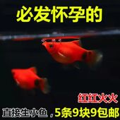 小型鱼 观赏鱼 新手推荐 米奇鱼 包邮 胎生鱼 好养活新手鱼 月光鱼
