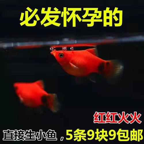 米奇鱼很好生新手推荐淡水