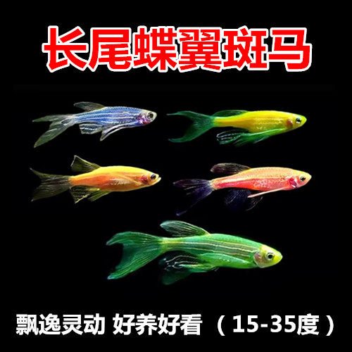 蝶翼斑马 龙凤凤尾斑马  小型热带观赏鱼 淡水孔雀耐养新手活体