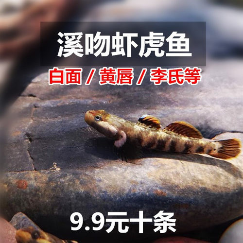 虾虎鱼波氏李氏白面溪吻