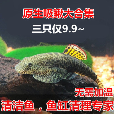 冷水清道夫吸鳅爬岩鳅原生鱼淡水