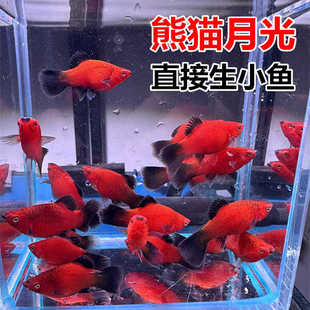 熊猫月光 黑尾月光 米奇鱼胎生鱼直接生小鱼下崽狂魔 玛丽皮球鱼