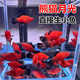 玛丽皮球鱼 米奇鱼胎生鱼直接生小鱼下崽狂魔 熊猫月光 黑尾月光