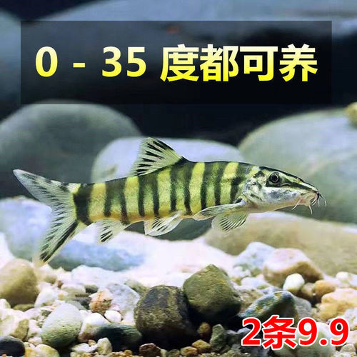 壮体沙鳅公母混搭清洁鱼淡水