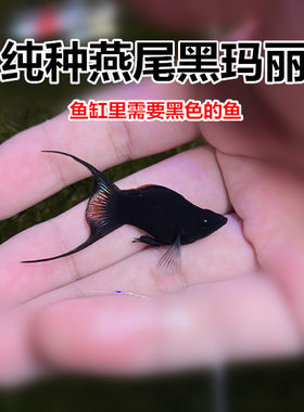 黑玛丽燕尾鱼胎生油膜除藻清洁