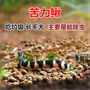 蛇仔鱼 吃涡虫 苦力鳅 专业吃虫 吃垃圾鱼便 草缸工具鱼 清洁鱼