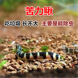 苦力鳅 蛇仔鱼 专业吃虫 吃涡虫 草缸工具鱼 清洁鱼 吃垃圾鱼便