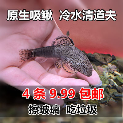 冷水清道夫吸鳅鱼清洁鱼