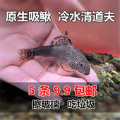 琵琶鱼 双吸盘原生吸鳅鱼 麦氏方式 原生鱼 工具鱼 冷水鱼清道夫