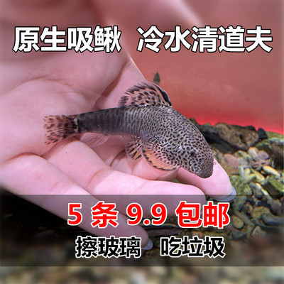 冷水清道夫吸鳅鱼清洁鱼