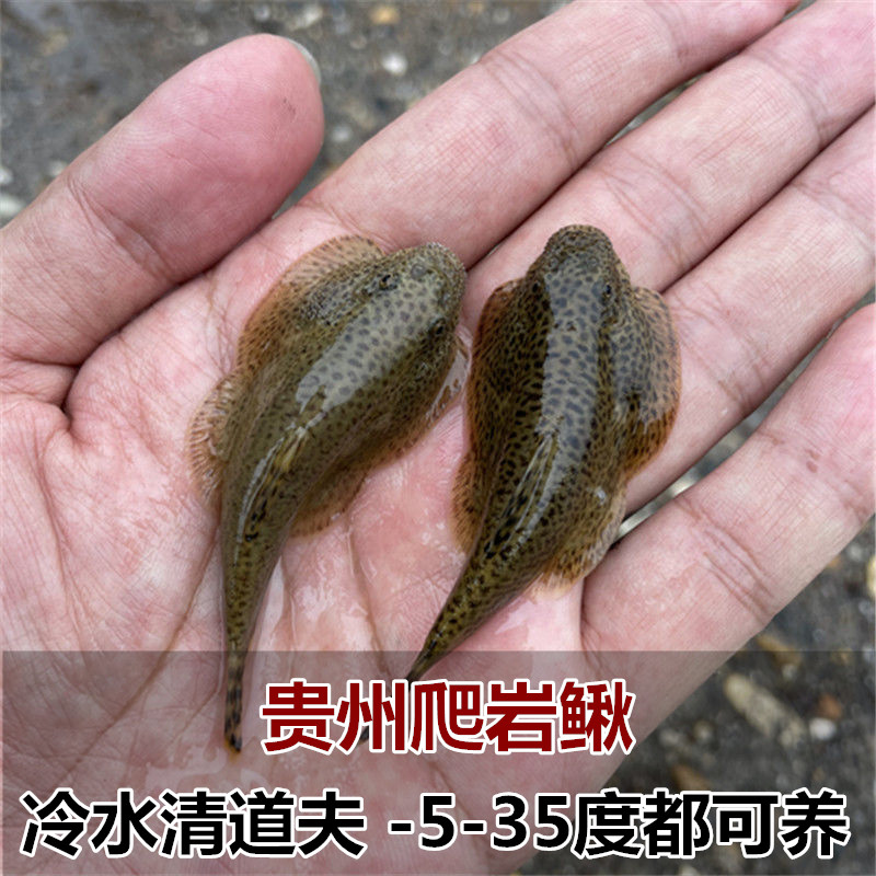 贵州爬岩鳅双吸盘冷水清道夫吸鳅除藻不加温琵琶鱼小提琴清洁工