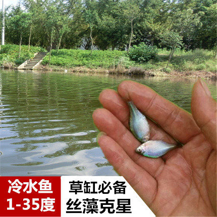 鳑鲏 除丝藻工具鱼 冷水鱼高体鳑鲏 瓦片鱼 七彩鱼群游观 原生鱼|msdalam kategori haiwan peliharaan/makanan haiwan dan bekalan, Aquarium World, ikan - dari Buy2taobao.com untuk memberikan perkhidmatan ejen Taobao profesional membeli