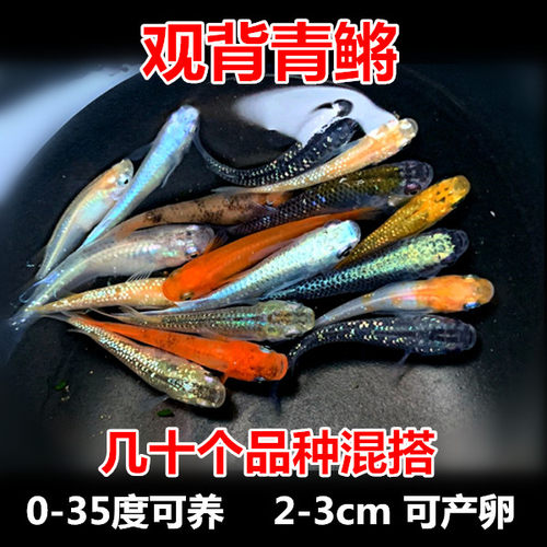 观背青鳉冷水观赏鱼耐寒耐热