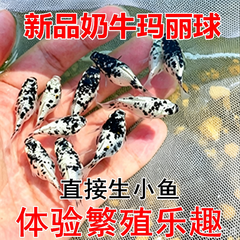 新品奶牛玛丽球 花皮球 胎生孔雀鱼 直接生小鱼 宠物鱼活体包损