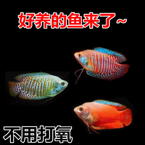 五彩丽丽好养活无需打氧淡水