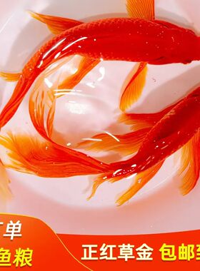 长尾大红草金鱼鱼苗冷水鱼好养耐活观赏鱼淡水招财锦鲤锦鲫红草金